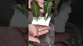 Como enra&iacute;zar folha da rosa do deserto de um jeito bem f&aacute;cil #rosadodeserto