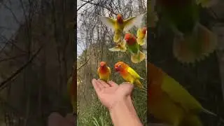 Lovebirds Swarm My Hand! ❤️🦜 A Moment of Pure Joy