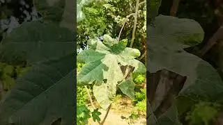 Greenery big leaves tree#viral#photo#graphy#nature