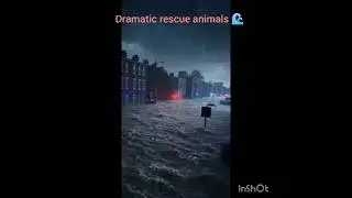 Dramatic''rescue of animals flood water''Heartbreaking#Rescue: Saving a#Dog  Kitten#from#Deadly