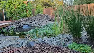 Odd Man Projects - The Backyard Pond
