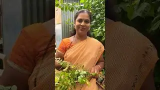 Indigo fresh leaves or powder, which is best ? #hair #indgio #haircaretips #rashiherbals