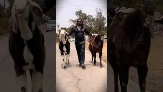 SULTAN MIRZA | PRIDE OF D GOAT FARM