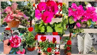 Aaja New varieties ko marigold ropyow🌱||#plantsvlog #explorepage#flowers 