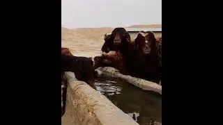 Sheep drinking water || after a long grazing || from a different landscape