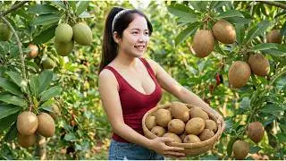 TIMELAPSE - Harvesting 1000+Kg Many Imported Sapodilla, Sustard Apple On The Hill Go To Sell
