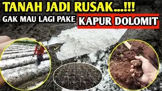 🔴 TANAH JADI RUSAK & PADAT...!!! GAK MAU LAGI PAKE KAPUR DOLOMIT...!!! #petanicabesubang