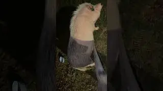 Large and in charge #pig #pigs #animal #funnypig #cute #funnyanimal #minipig
