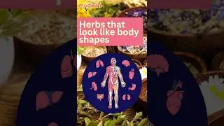 Herbs that look like body parts! #food #bodyparts #health