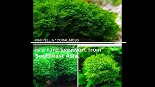 Aquatic Moss Only at Micro Aquatic Shop