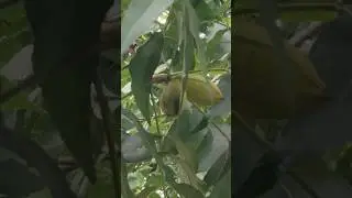 (Fresh pecan nuts ) American walnuts #youtubeshorts #nature #shortvideo #shortsviral #shortfeed #top