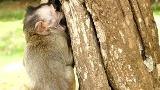CRYING LOUDL HUNGRY MONKEY BABY DITO ON TREE | MOTHER NO FEEDING MILK | NEWS BABY MONKEY