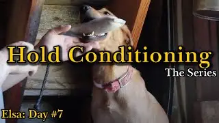 Hold Conditioning Elsa: Day #7