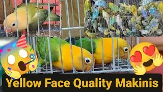 Vlog474 Yellow Face Opaline Sa Malabon Pet Market😱🦜😱🌞🥳