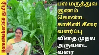 Kasini Keerai Valairpu | Growing Chicory Leaves | காசினி கீரை மருத்துவ பயன்