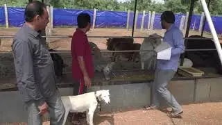 Save Indian Desi cows join hands with My Nature India Foundation