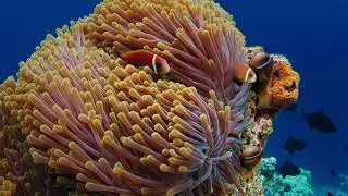 Mystical Underwater World: Clams & Anemone | 3 Hours 33 Minutes of Trippy Visuals and Relaxing Music