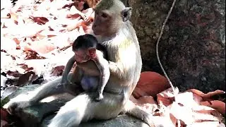 Much pity poor baby monkey Janet, Spoil monkey Supper hug nearly unconsciousness.