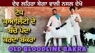 ਦੇਵ ਲਹਿਰਾ ਬੇਗਾ ਦੇ ਵੱਡੇ ਬੱਕਰੇ ਦਾ ਬੱਚਾ ਬਾਈ ਕੋਲ ।OLD BLOODLINE BEETAL BAKRA #beetalgoat