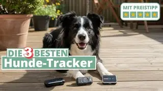 The 3 best dog trackers - Pawfit, Fressnapf & Tractive