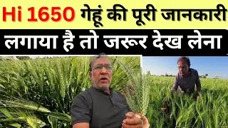 Hi 1650 गेहूं लगाया है तो जरूर देख लेना | gehu ki kheti kaise kare | wheat 