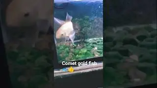 ||Comet gold fish || |What kind of fish is a comet gold fish? | #shortsvideo#viralvideo