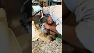 Давайте уделим этим натуральным волосам немного внимания и заботы. #деньмытьяволос #на_кресле