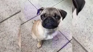 Unleashing the Brainy Dogs: A Genius Compilation 🧠🐾| #funnydogs