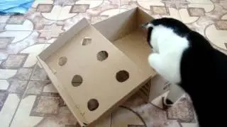 MOV07551