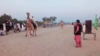 camel race in thar#camel #dansar #🐪🐪❤️