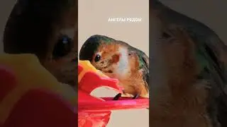 АНГЕЛЫ РЯДОМ/МИСТИК ТАТЬЯНА СИНДЕЕВА БУРОВА #god #birds #lovebirds #angel #природа #moments #shorts