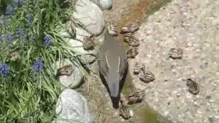 Mother Quail and 24 Babies