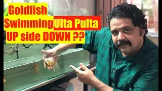 Goldfish Swim Bladder Disease | goldfish homemade medicine | goldfish swimming upside down
