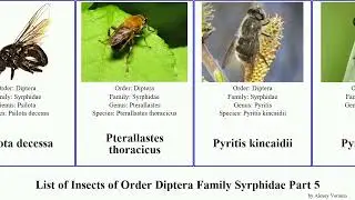 List of Insects of Order Diptera Family Syrphidae Part 5 platycheirus sericomyia pipiza rhingia