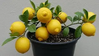 Boosting lemon tree Production: The Ultimate Guide to Grafting and Plant Propagation.How grow Lemon