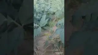farming #punjabisong # moth crop  please subscribe for more details