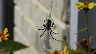 Writing spider repairing stabilimentum