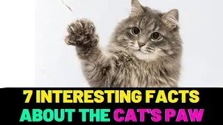 7 INTERESTING FACTS ABOUT THE CAT'S PAW