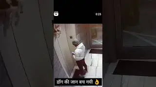 lift m bachai kutte ki jaan🙏#save pet animal🫣🫣
