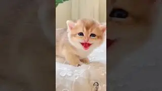 baby cat meowing 🐈 #meowmania #cat #cutecat