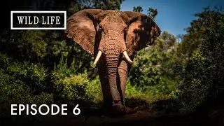 Moving Giants | The Elephant Family&rsquo;s Incredible Journey | Modern Migrations | Episode 6