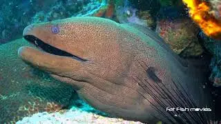Giant Moray Eel (8)  |  Stock Video For Sale