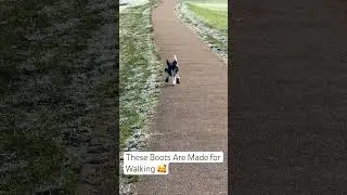 Cute Pooch in Boots #pooch #fyp #cute #dogs #foryou