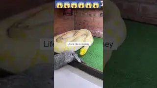 BRUTE STRENGTH AND POWER. .  snake attack rabbit .#shorts #trending #viral #youtubeshorts #snake