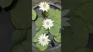 bunga teratai waterlily nymphaea tropical night putih #teratai #waterlilly