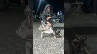WBR Dog Show 2024 #fyp #shorts #lasvegas #trending #dog