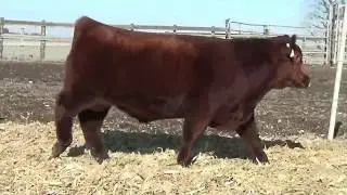 Lot 12 2019 Leveldale Farms Private Treaty Bid Off