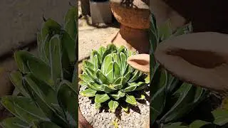 Agave Queen Victoria #agave #plants #succulents