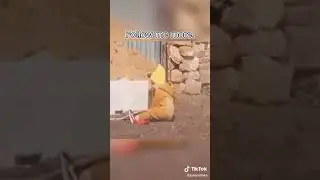 Прикол 2020