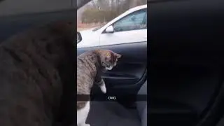 Random cat jumps in woman's car and makes himself at home.